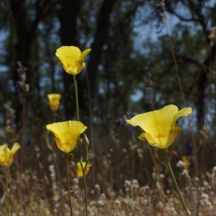 Calochortus luteus